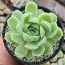 Load image into Gallery viewer, Echeveria elegans var. kesselringiana x colorata 'Lindsayana'