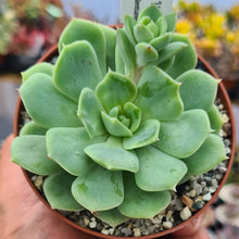 Load image into Gallery viewer, Echeveria 'Van Breen'