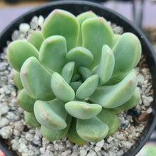 Load image into Gallery viewer, Echeveria 'Blue & Yellow'