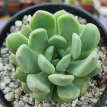 Load image into Gallery viewer, Echeveria 'Blue & Yellow'