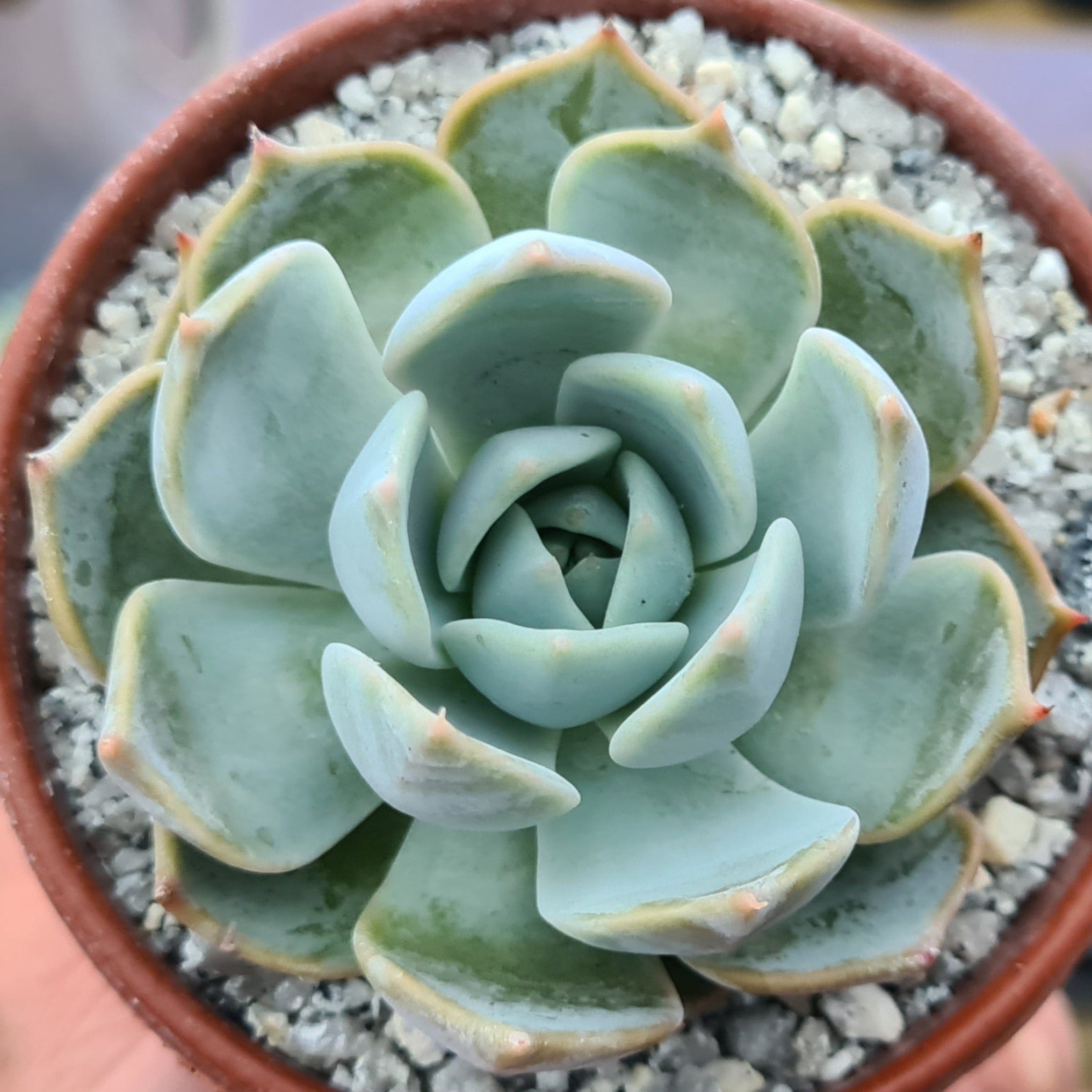 succulent e Echeveria Eastoft 'harlecina'