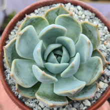 Load image into Gallery viewer, Echeveria Eastoft 'harlecina'