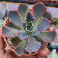Load image into Gallery viewer, Echeveria 'Neon Breakers'