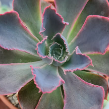 Load image into Gallery viewer, Echeveria 'Neon Breakers'