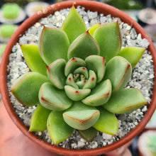 Load image into Gallery viewer, Echeveria 'Eastoft pulvoide'