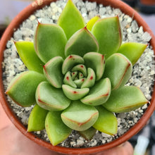 Load image into Gallery viewer, Echeveria 'Eastoft pulvoide'