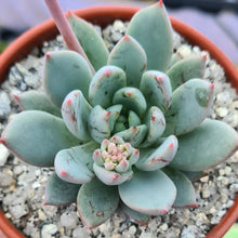 Load image into Gallery viewer, Pachyveria 'Hanabijin'