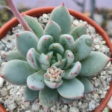 Load image into Gallery viewer, Pachyveria 'Hanabijin'