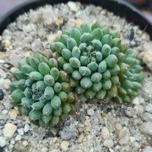 Load image into Gallery viewer, Echeveria rundelli