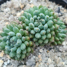 Load image into Gallery viewer, Echeveria rundelli