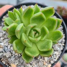 Load image into Gallery viewer, Echeveria 'Suki'