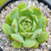 Load image into Gallery viewer, Echeveria derosa