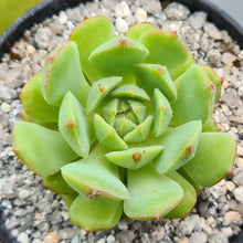 Load image into Gallery viewer, Echeveria derosa