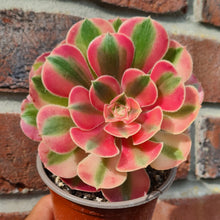 Load image into Gallery viewer, Aeonium 'Loki'