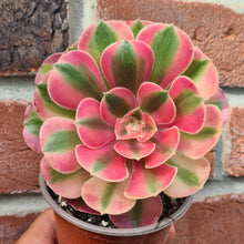 Load image into Gallery viewer, Aeonium 'Loki'