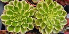 Load image into Gallery viewer, Aeonium 'Green Wave'