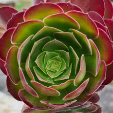 Load image into Gallery viewer, Aeonium 'Blush'