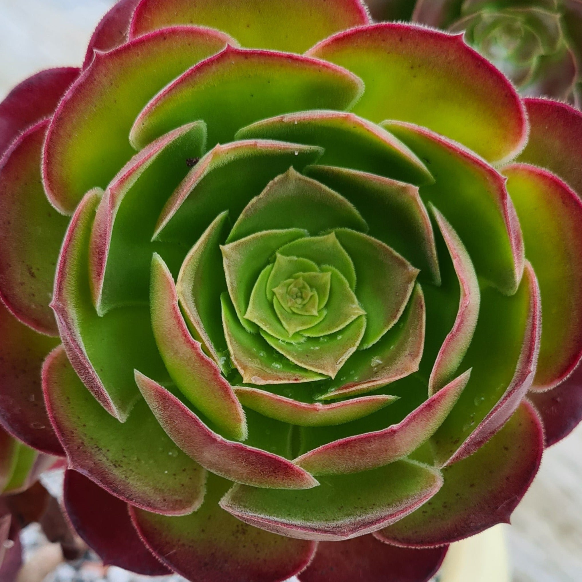 aeonium blushing beauty succulent Aeonium 'Blush'