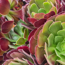 Load image into Gallery viewer, Aeonium 'Velour'