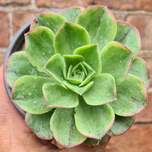 Load image into Gallery viewer, Aeonium 'Orion'