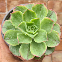 Load image into Gallery viewer, Aeonium 'Orion'