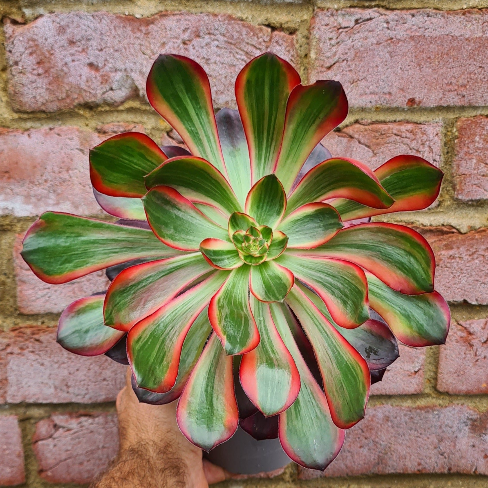 voodoo succulent plant Aeonium 'Voodoo' Variegated Form