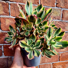 Load image into Gallery viewer, Aeonium marnier lapostelle (Variegated form)