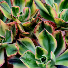 Load image into Gallery viewer, Aeonium marnier lapostelle (Variegated form)