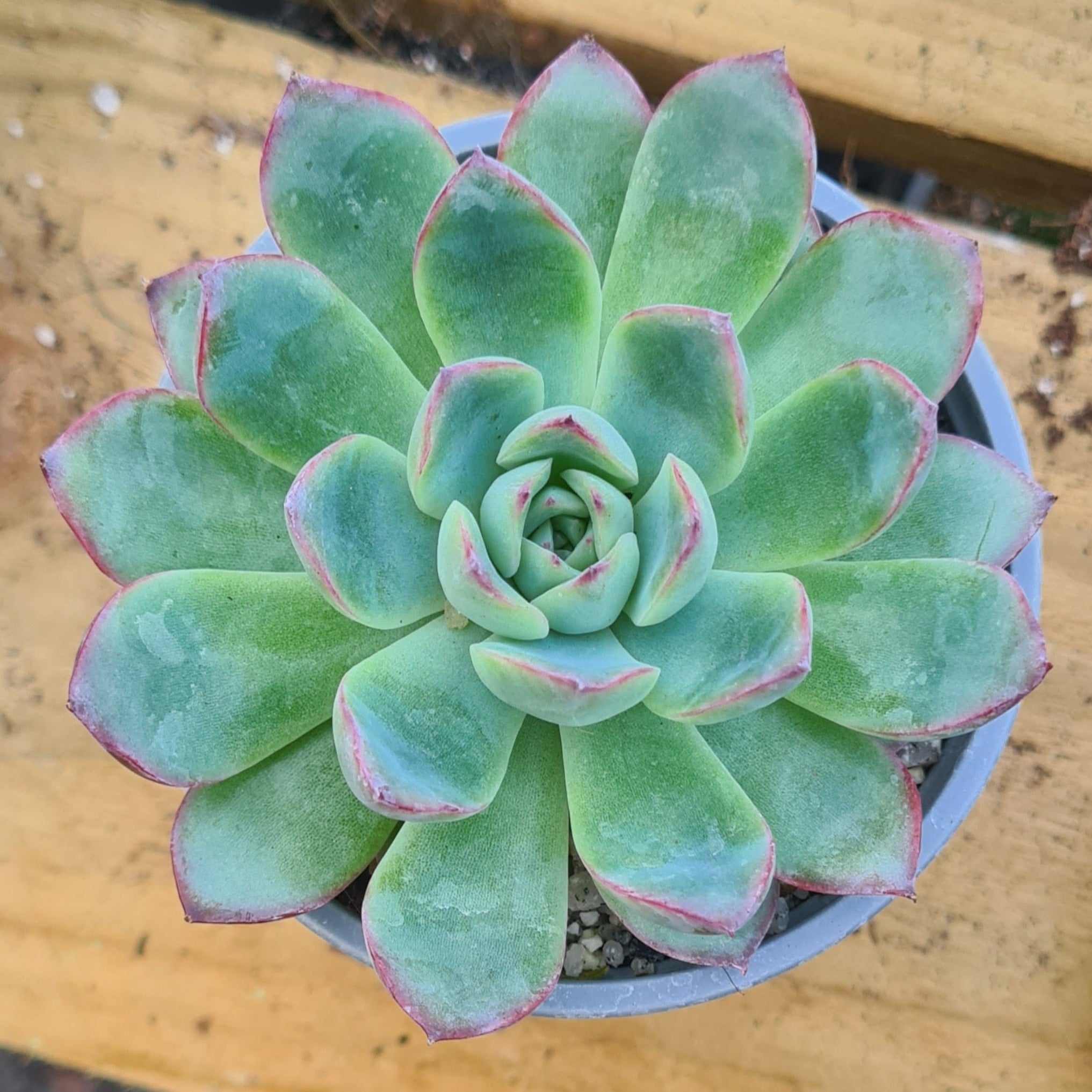 korean succulents online Echeveria 'Korean hybrid' – Coastal Succulents, Cacti & Alpines