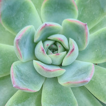 Load image into Gallery viewer, Echeveria 'Korean hybrid'