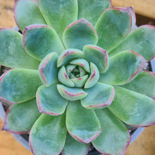 Load image into Gallery viewer, Echeveria 'Korean hybrid'
