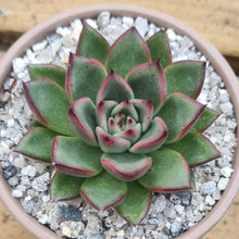 Load image into Gallery viewer, Echeveria agavoides 'Rockfire'
