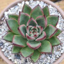 Load image into Gallery viewer, Echeveria agavoides 'Rockfire'