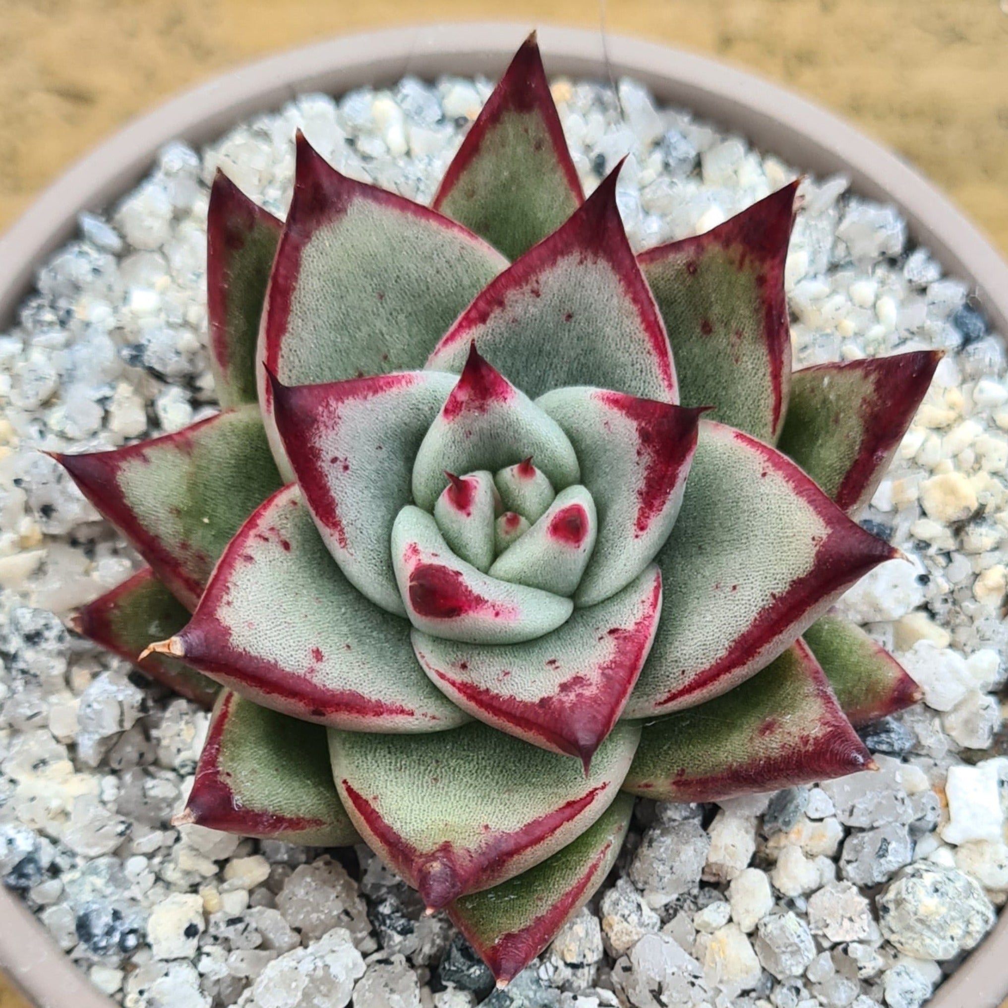 Echeveria agavoides 