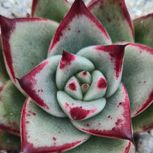 Load image into Gallery viewer, Echeveria agavoides 'Ebony'