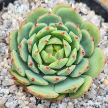 Load image into Gallery viewer, Echeveria derosa