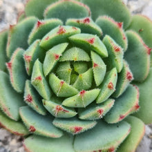 Load image into Gallery viewer, Echeveria derosa