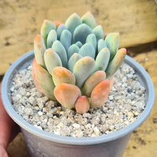 Load image into Gallery viewer, Echeveria 'Canna'