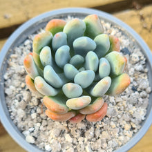 Load image into Gallery viewer, Echeveria 'Canna'