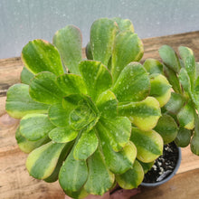 Load image into Gallery viewer, Aeonium 'Parakeet'