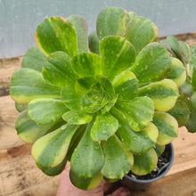 Load image into Gallery viewer, Aeonium 'Parakeet'