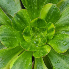 Load image into Gallery viewer, Aeonium 'Parakeet'