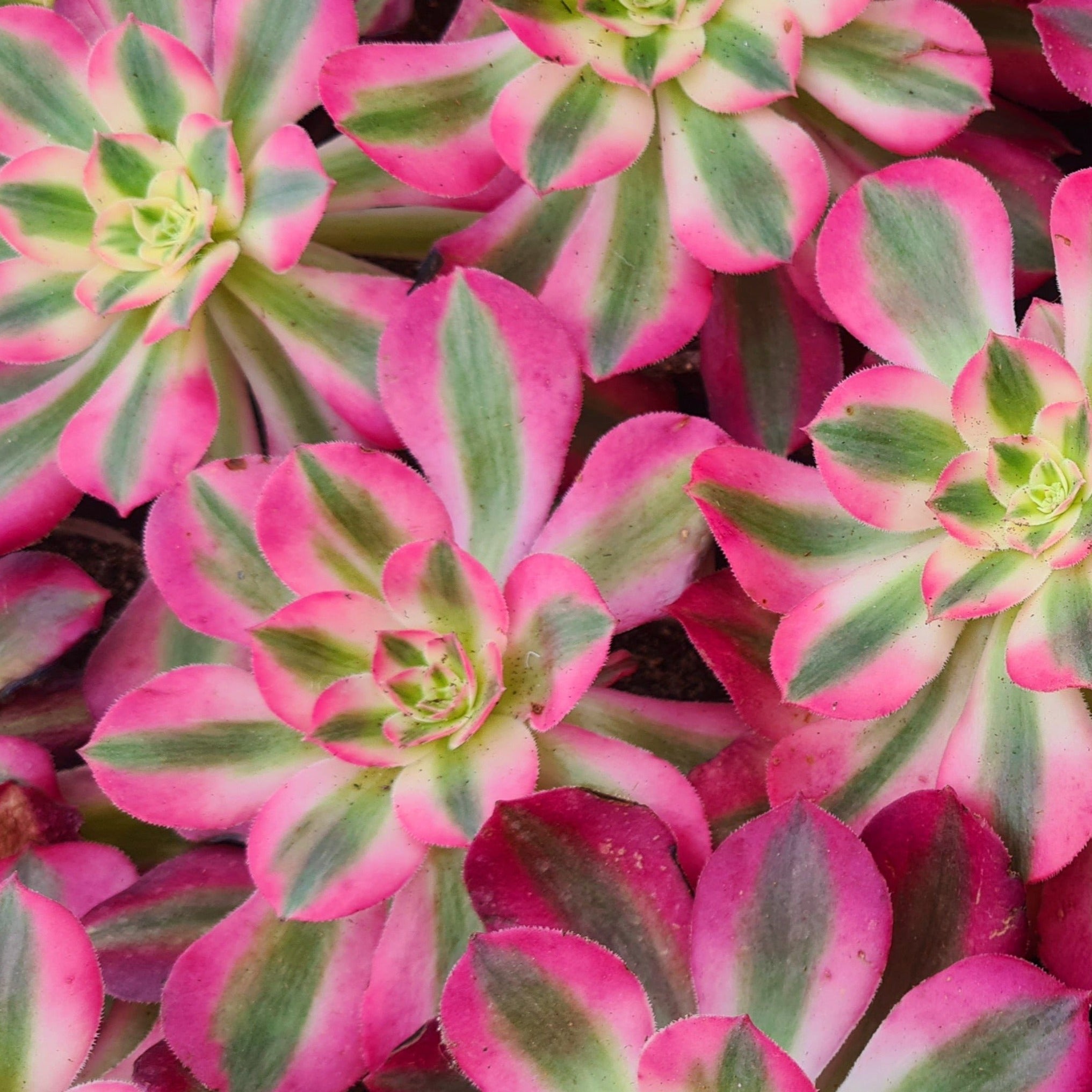 pink witch succulent for sale Aeonium 'Pink Witch'