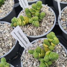 Load image into Gallery viewer, Crassula columella