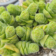 Load image into Gallery viewer, Crassula columella