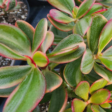 Load image into Gallery viewer, Crassula ovata 'Sunset Magic'