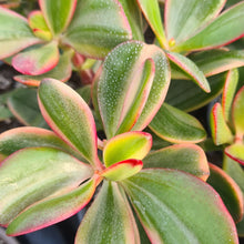 Load image into Gallery viewer, Crassula ovata 'Sunset Magic'