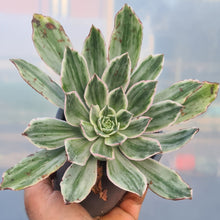 Load image into Gallery viewer, Aeonium 'Emerald Angel'