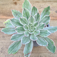 Load image into Gallery viewer, Aeonium 'Emerald Angel'