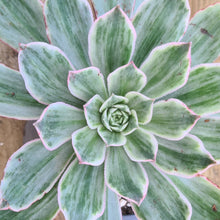 Load image into Gallery viewer, Aeonium 'Emerald Angel'